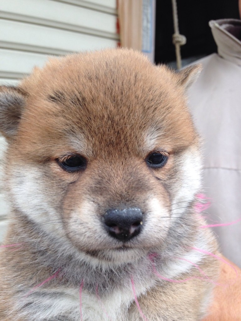 No.20150403 群馬 森平犬舎